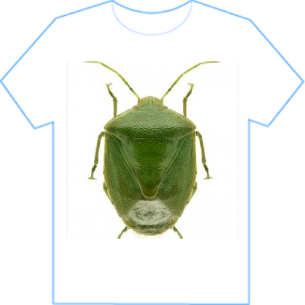 shield bug