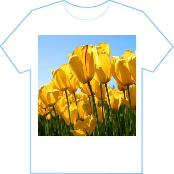 Tulips